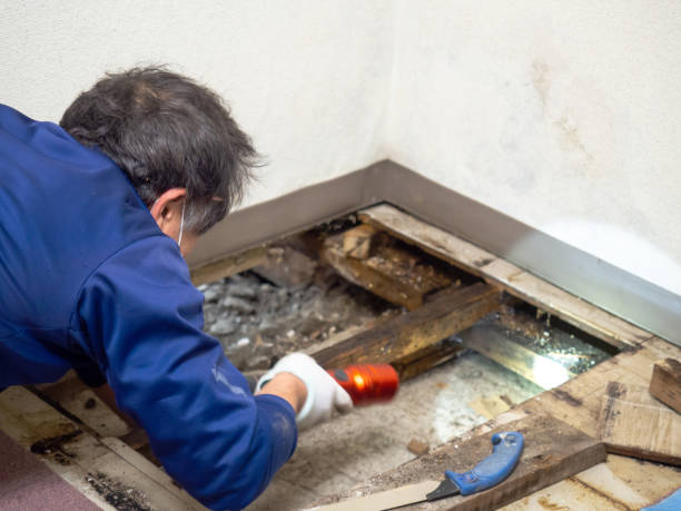 Best Mold Removal Near Me  in Washburn, IL