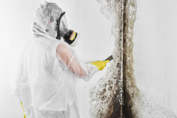 Best Best Mold Removal Companies  in Washburn, IL