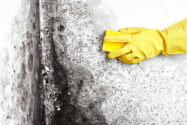 Best Mold Removal Specialists  in Washburn, IL