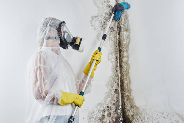 Reliable Washburn, IL Mold Removal Solutions