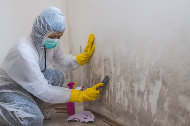 Best Mold Removal and Inspection  in Washburn, IL
