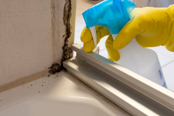 Mold Removal Process in Washburn, IL