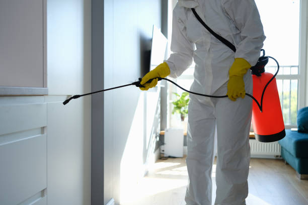 Best Best Mold Removal Companies  in Washburn, IL