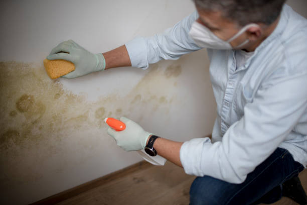 Best Mold Cleaning Services  in Washburn, IL