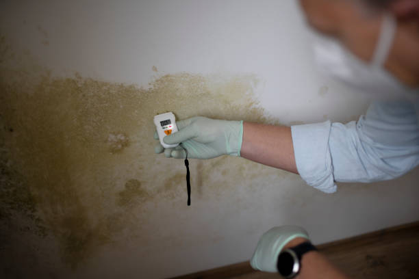 Best Mold Remediation  in Washburn, IL