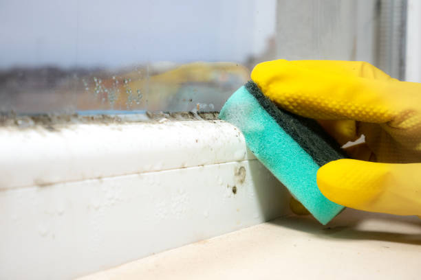 Best Mold Cleaning Services  in Washburn, IL