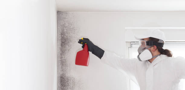 Best Fast Mold Removal  in Washburn, IL