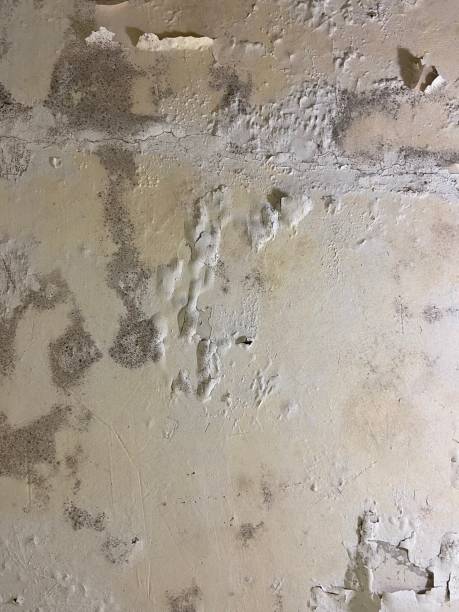 Best Professional Mold Removal  in Washburn, IL