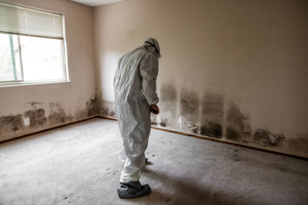 Best Mold Removal Process  in Washburn, IL