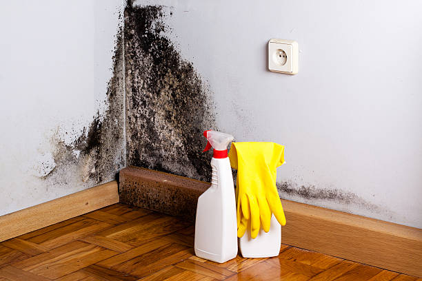 Best Crawl Space Mold Removal  in Washburn, IL