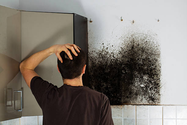 Best Professional Mold Removal  in Washburn, IL