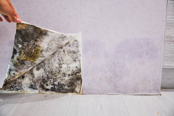 Best Mold Testing  in Washburn, IL